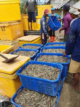 UMKM Binaan Pelni Panen Udang di Masa Pandemi
