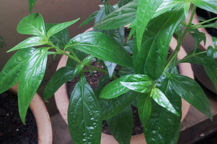 Thailand Hapus Penggunaan Jamu untuk Pengobatan Covid-19