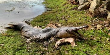 Singapura Bersihkan ‘Ikan Aligator’ Dari Waduk MacRitchie