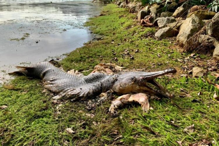 Singapura Bersihkan ‘Ikan Aligator’ Dari Waduk MacRitchie
