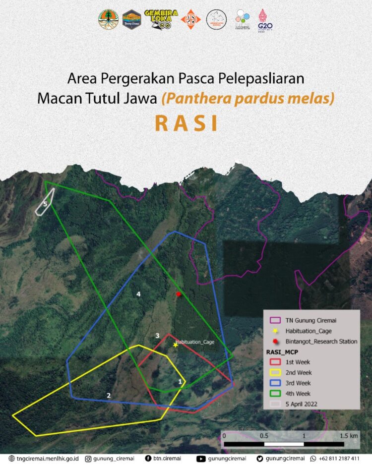 Satu Bulan Pasca Rilis, Rasi Makin Percaya Diri Masuk Hutan Alam TNGC
