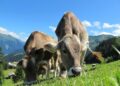 Bahaya Baru! Sapi, Kambing, Kerbau Terserang Penyakit Kaki dan Mulut