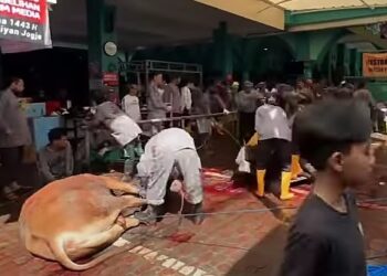 Lebih dari 500 Relawan Membantu Rangkaian Kegiatan Idul Adha 1433 H di Masjid Jogokariyan Yogyakarta