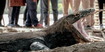 Kenaikan Tarif Masuk Kawasan TN Komodo untuk Biaya Konservasi Jasa Ekosistem