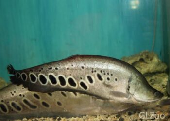 Ikan Belida, Satwa Dilindungi yang Masih Dikonsumsi Masyarakat