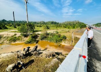 Presiden Jokowi: Pembangunan Infrastruktur Harus Memperhatikan Kelestarian Lingkungan