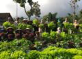 Kondisi Pertanian Indonesia Memprihatinkan, Desa Tani Berkelanjutan Solusinya