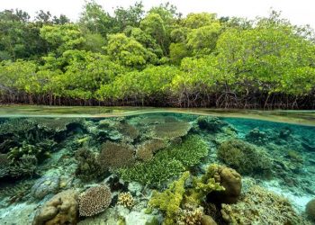 Pemerintah Libatkan Masyarakat Adat untuk Pengelolaan dan Pengembangan Karbon Biru di Wilayah Pesisir