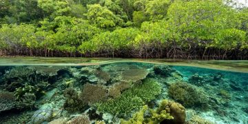 Pemerintah Libatkan Masyarakat Adat untuk Pengelolaan dan Pengembangan Karbon Biru di Wilayah Pesisir