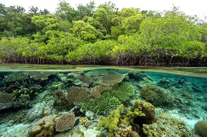 Pemerintah Libatkan Masyarakat Adat untuk Pengelolaan dan Pengembangan Karbon Biru di Wilayah Pesisir