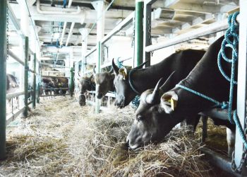 Sebanyak 550 Ekor Sapi Dikirim ke Jakarta dengan Kapal Ternak