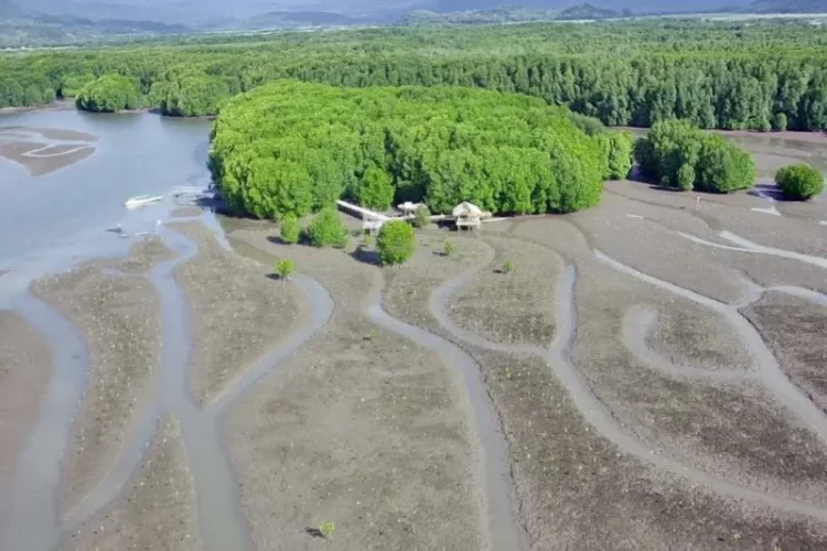 PT MPMX Lanjutkan Rehabilitasi Mangrove di Manggarai Barat