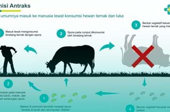 Terjadi Kasus Antraks di DIY, Kemenkes Beri Surat Edaran