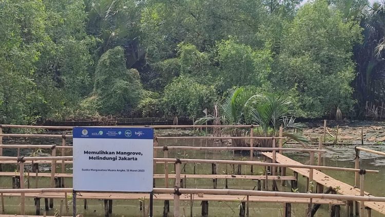 Mangrove for Jakarta, Upaya Melestarikan Tanaman Bakau di Muara Angke