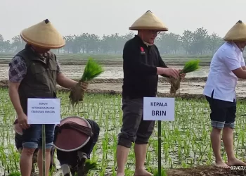 BRIN Bantu Bapanas dalam Upaya Menstabilkan Pangan yang Dimulai dari Bibit