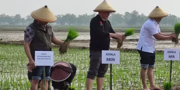 BRIN Bantu Bapanas dalam Upaya Menstabilkan Pangan yang Dimulai dari Bibit