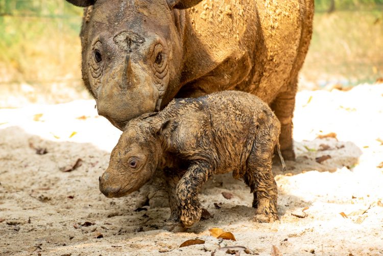 Anak Ketiga Badak Ratu: Secercah Harapan Bagi Kelestarian Badak Sumatera