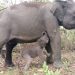 Bayi Gajah Sumatera Kembali Lahir di Taman Nasional Way Kambas
