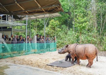 Menteri LHK Serahkan Petikan SK Green Ambassador dan Lakukan Observasi Badak Sumatera