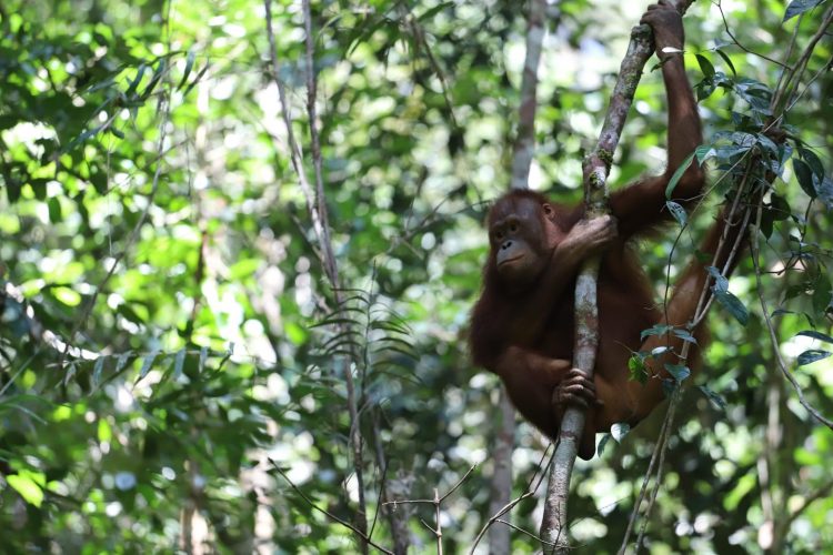 Pasca Rehabilitasi, Dua Individu Orangutan Kembali ke Habitatnya