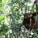 Pasca Rehabilitasi, Dua Individu Orangutan Kembali ke Habitatnya