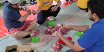Momen Idul Adha, ASDP Salurkan Kurban 20 ekor Sapi dan 100 Kambing