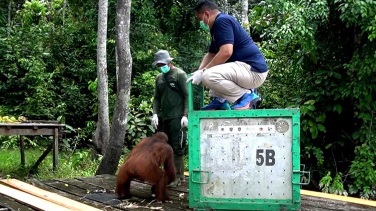 Head Of Sustainability PT Sawit Sumbermas Sarana Tbk (SSMS) Henky Satrio Wibowo melakukan pra-pelepasliaran individu Orangutan di Badak Besar, Gugusan Pulau Salat, Kabupaten Pulang Pisau, Kalimantan Tengah, Rabu (02/09/2024).