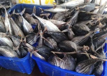 Forikan Aceh Berikan 10,8 Ton Ikan Segar ke Warga untuk Tangani Stunting