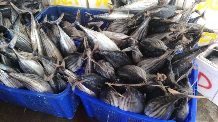 Forikan Aceh Berikan 10,8 Ton Ikan Segar ke Warga untuk Tangani Stunting