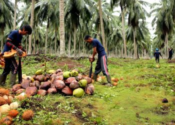Potensi Ekspor Kelapa dan Produk Turunannya di Kancah Internasional