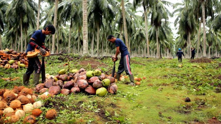 Potensi Ekspor Kelapa dan Produk Turunannya di Kancah Internasional
