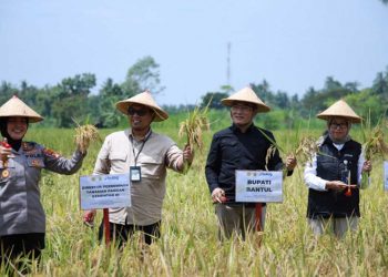 Bantul Gelar Gerakan Tanam dan Panen Padi Demi Capai Swasembada Pangan