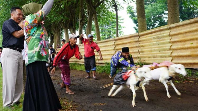 Wakil Wali Kota Probolinggo Dukung Lomba Kerapan Kambing sebagai Potensi Wisata