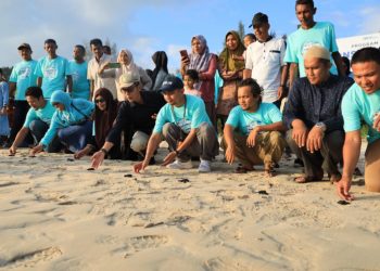 TJSL PELNI Lepas 100 Tukik di Pulo Aceh, Wujud Nyata Dukung Konservasi Penyu