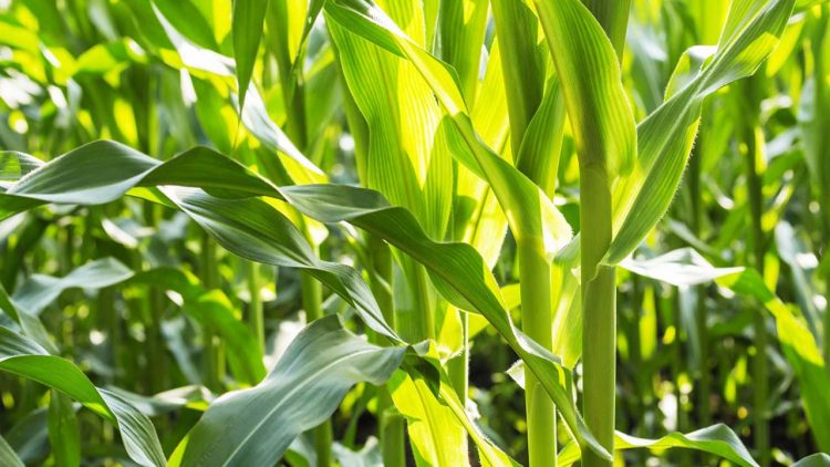 Kepolisian Sukaraja Turut Pantau Penanaman Jagung di Lahan Ketahanan Pangan