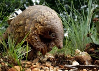 Permasi Himbau Pemerintah Asahan Aktif dalam Perlindungan Hewan Trenggiling