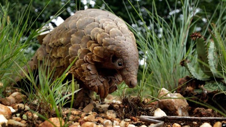 Permasi Himbau Pemerintah Asahan Aktif dalam Perlindungan Hewan Trenggiling