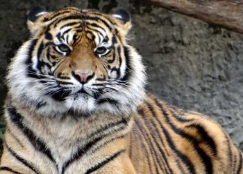 Harimau di Pekon Rawas Berhasil Dievakuasi dan Dirawat di Balai Besar Taman Nasional Bukit Barisan Selatan