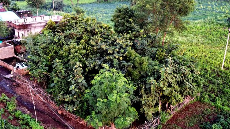 UGM Kembangkan Microforest Sebagai Inisiatif Dekarbonisasi