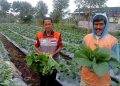 Panen Sayur Petani Binaan Rumah Zakat di Subang Berhasil Capai Target
