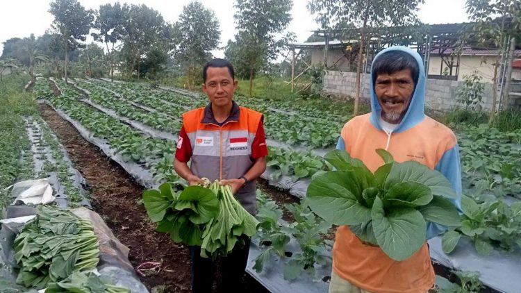 Panen Sayur Petani Binaan Rumah Zakat di Subang Berhasil Capai Target