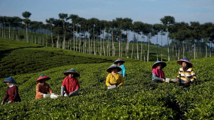 Fokus Kepahiang dalam Agrowisata sebagai Destinasi Wisata Alam di 2025