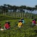 Fokus Kepahiang dalam Agrowisata sebagai Destinasi Wisata Alam di 2025