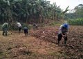 Dukungan Swasembada Pangan Lewat Pengelolaan Lahan Tidur