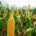PalmCo Maksimalkan Lahan dengan Replanting Sawit Untuk Tanam Jagung