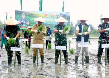 Pemkab Sergai Pantau Penanaman Perdana Padi Sinar Mentari