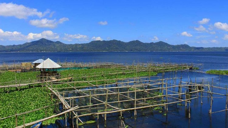 Gubernur Sulawesi Utara Tinjau Pembersihan Eceng Gondok di Danau Tondano