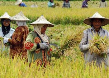 Bulog Kotim Siap Serap Gabah Seharga Rp 6.500 Perkilogram
