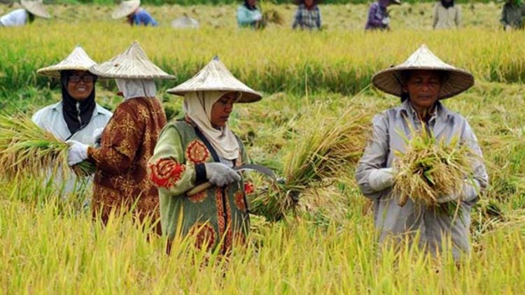 Bulog Kotim Siap Serap Gabah Seharga Rp 6.500 Perkilogram