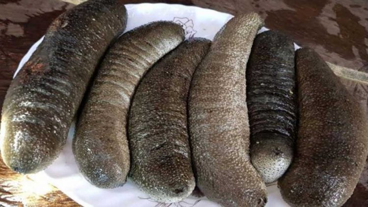 Budidaya Teripang di Desa Lalonggolosua Tingkatkan Ekonomi Masyarakat